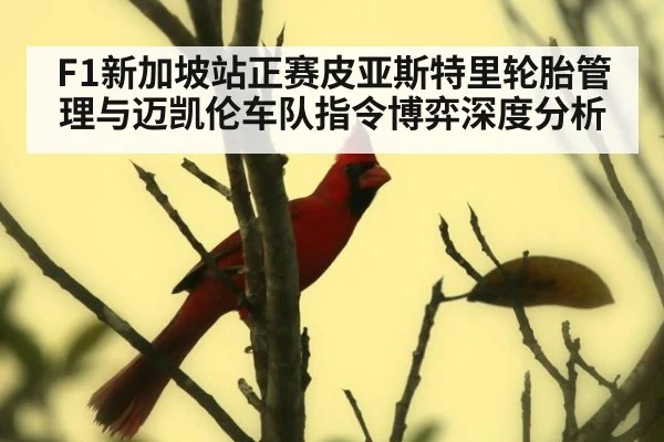 F1新加坡站正赛皮亚斯特里轮胎管理与迈凯伦车队指令博弈深度分析